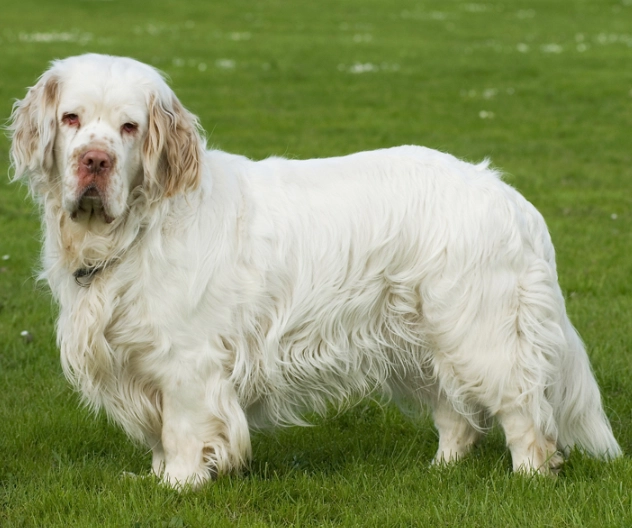 Clumber Spaniel