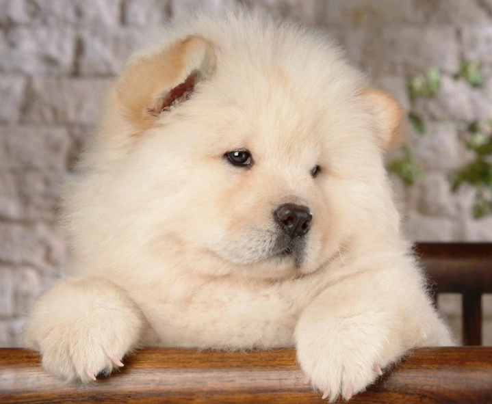 Chow Chow grooming