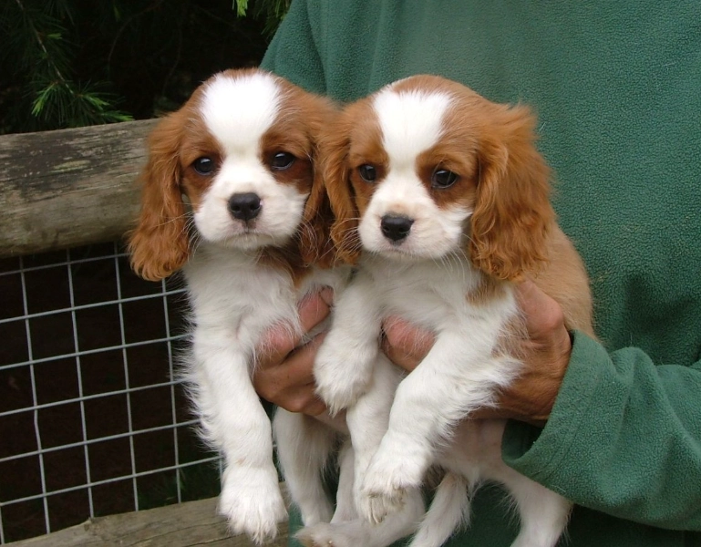 Cavalier King Charles Spaniel care