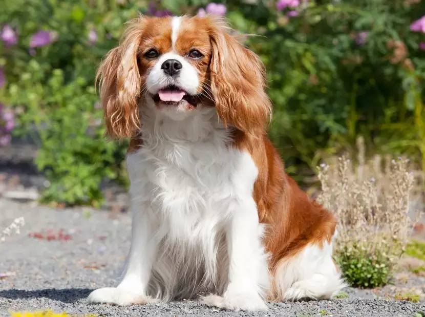 Cavalier King Charles Spaniel care