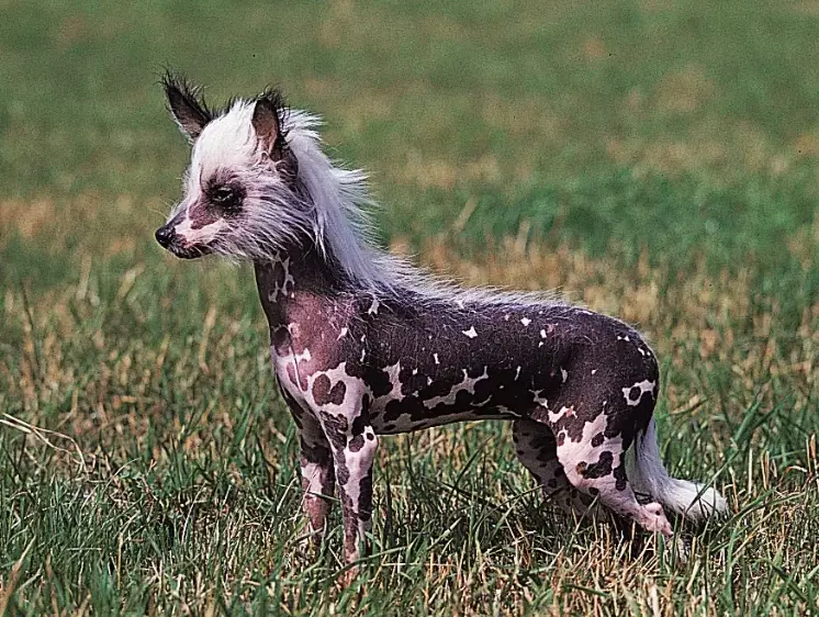 Chinese Crested temperament