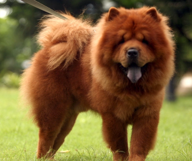 Chow Chow puppy