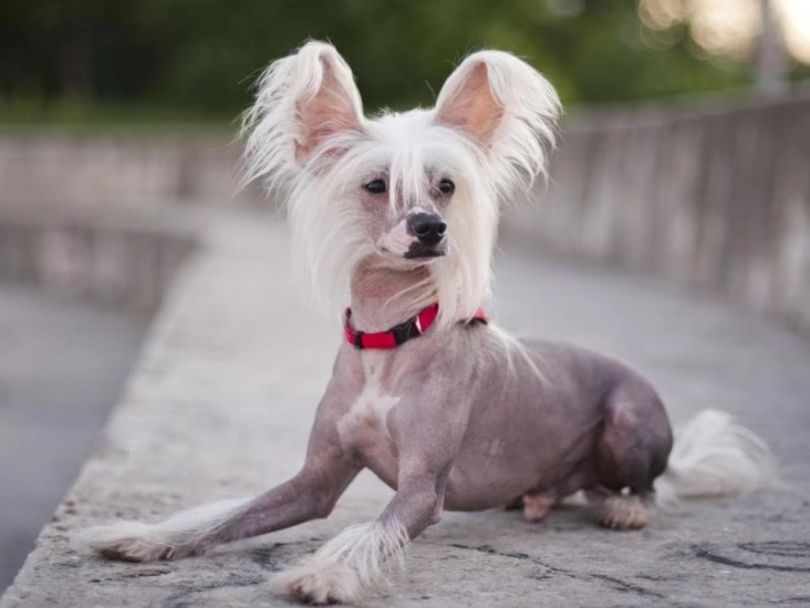 Chinese Crested Dog care