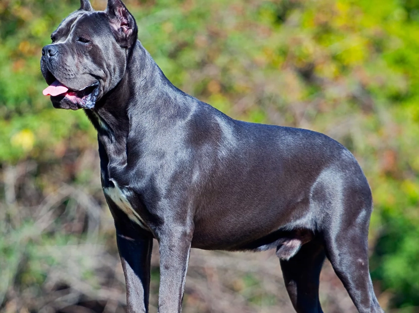 Cane Corso training