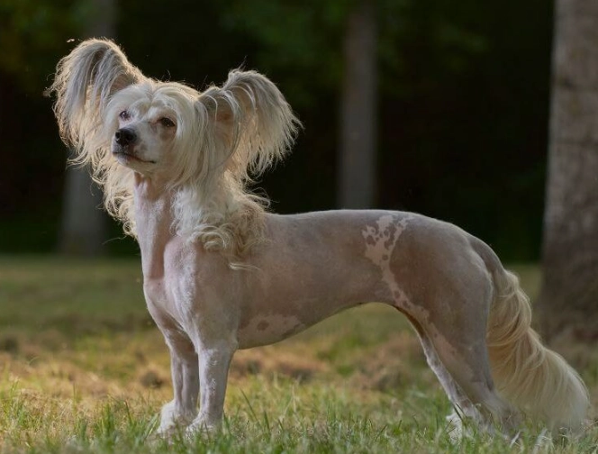 hairless dog breed