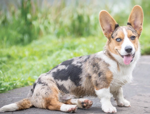 Welsh Corgi dogs