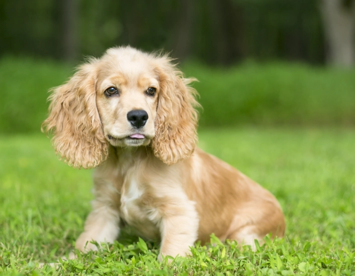 Cocker Spaniel care