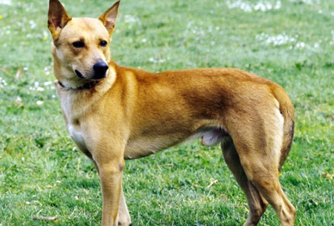 Canaan Dog temperament