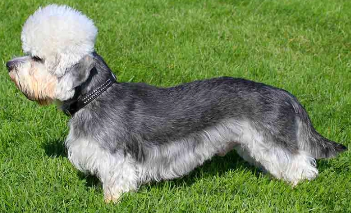 Dandie Dinmont Terrier puppies