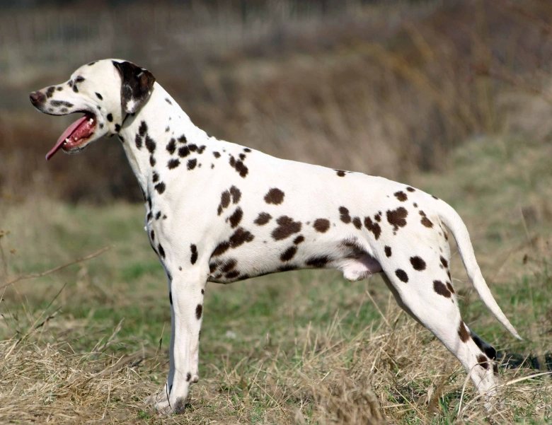 Dalmatian
