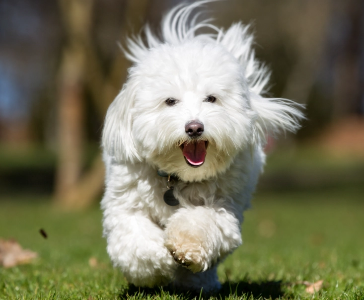 Coton de Tulear temperament