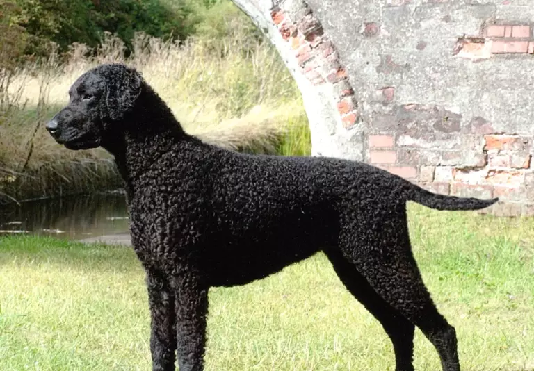 Curly-Coated Retriever grooming