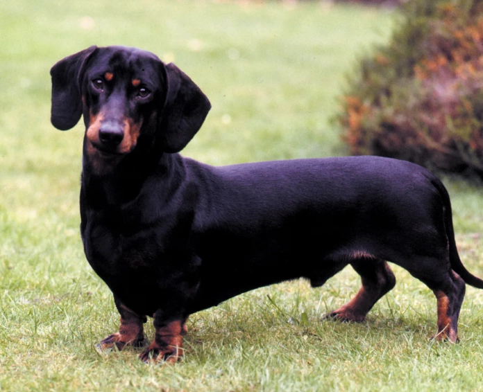 dachshund health problems