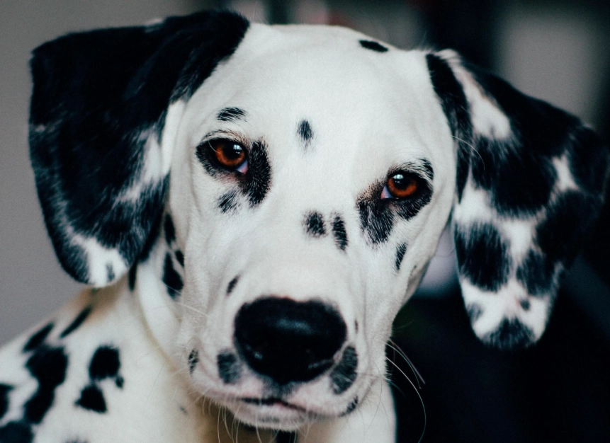 Dalmatian health problems