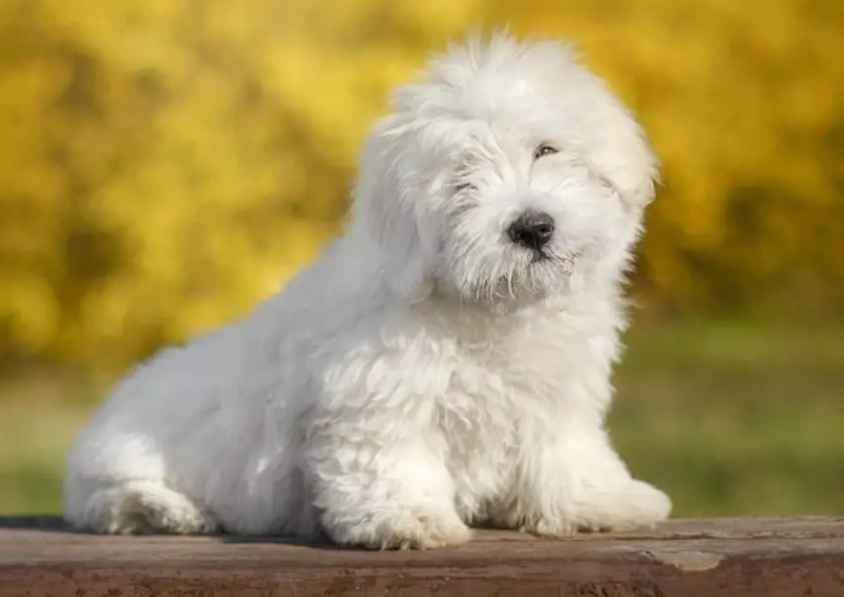 Coton de Tolear pros and cons
