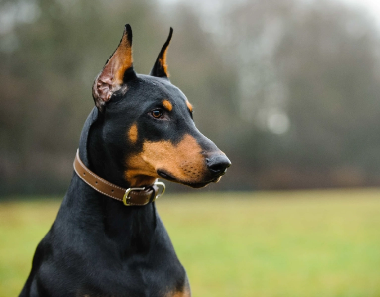 Doberman Pinscher temperament