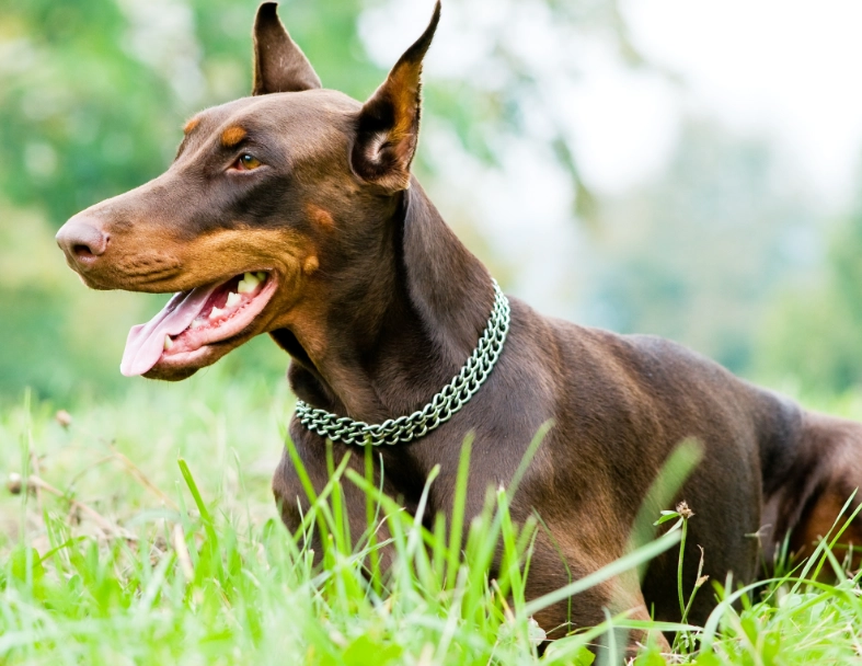 Doberman Pinscher temperament