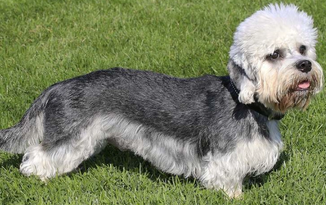 Dandie Dinmont Terrier temperament
