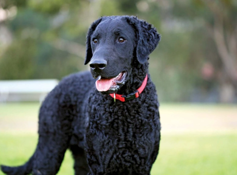 Curly-Coated Retriever temperament