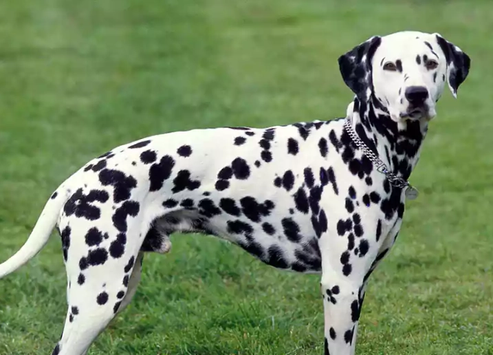 Dalmatian puppy care