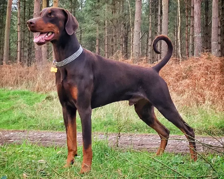 Doberman Pinscher training
