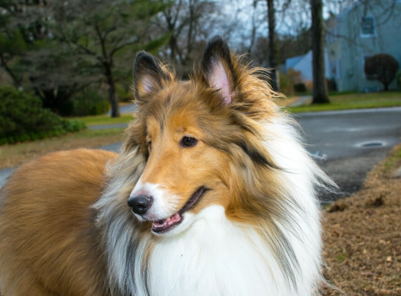 collie dog