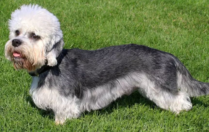 Dandie Dinmont Terrier breed guide