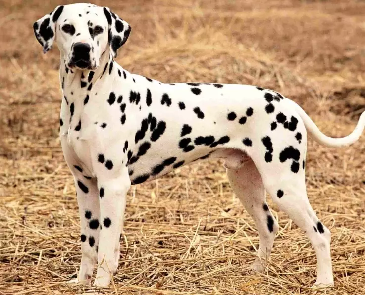 Dalmatian dog breed