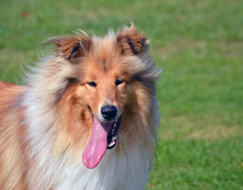 collie dog