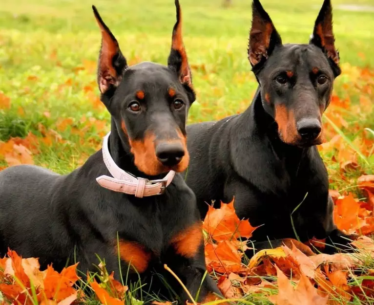 Doberman Pinscher training