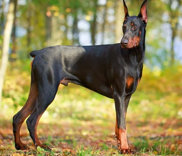 Doberman Pinscher temperament