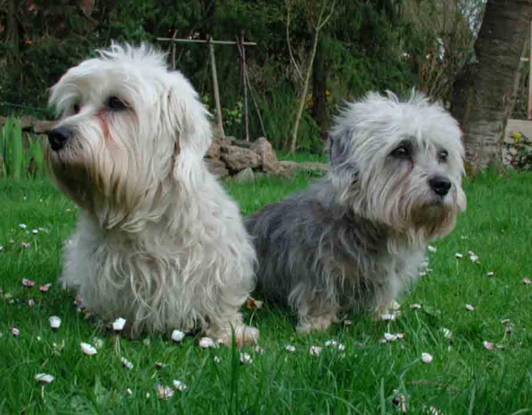 Dandie Dinmont Terrier temperament