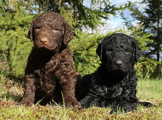 Curly-Coated Retriever vs Labrador