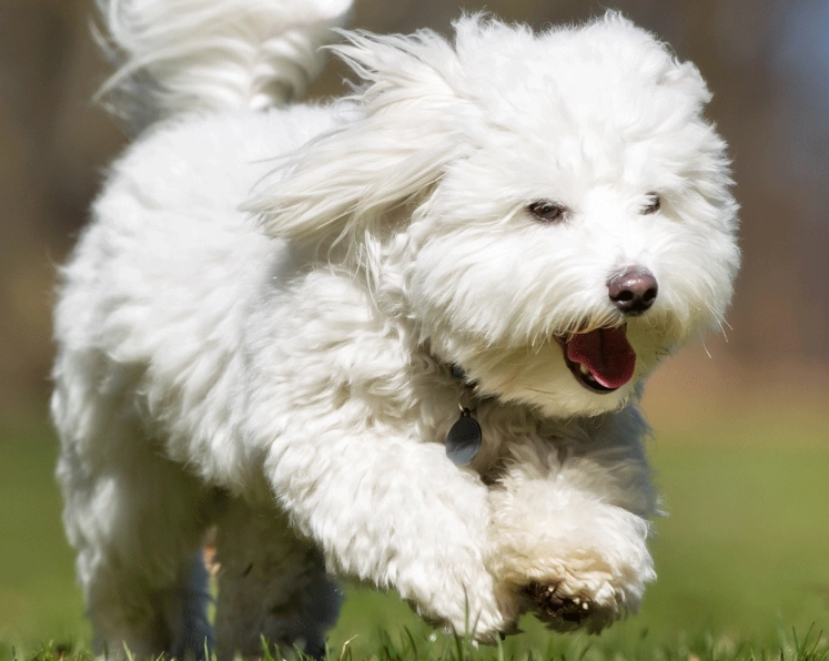 Coton de Tulear grooming