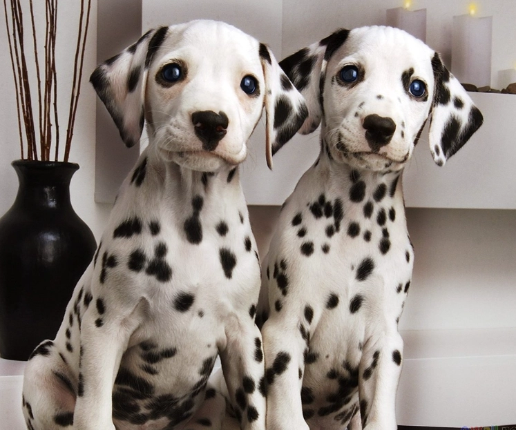 Dalmatian puppy care
