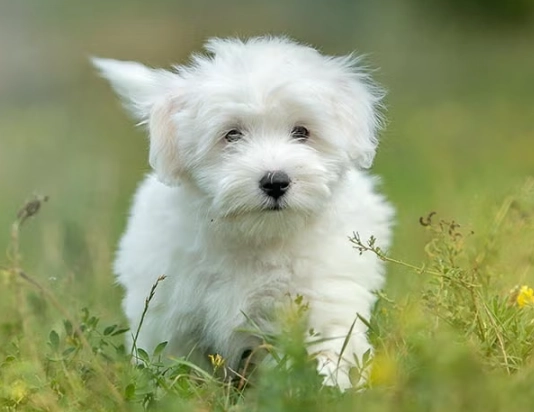 Coton de Tulear
