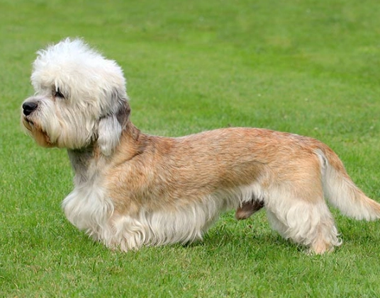 Dandie Dinmont Terrier temperament