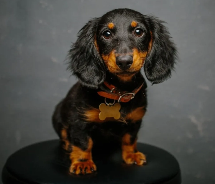 dachshund training tips