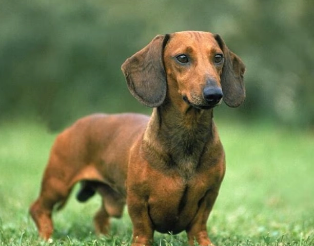 dachshund care