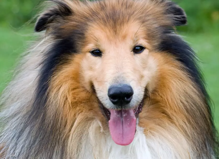 collie breed information