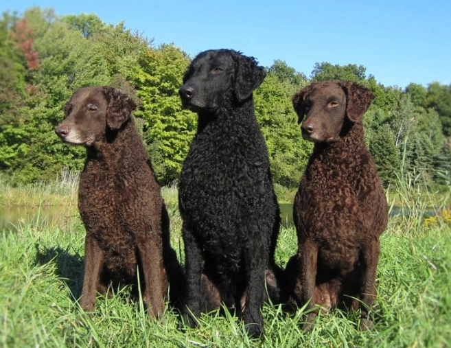 Curly-Coated Retriever vs Labrador