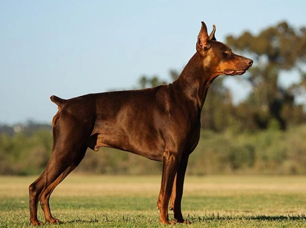 Doberman Pinscher training