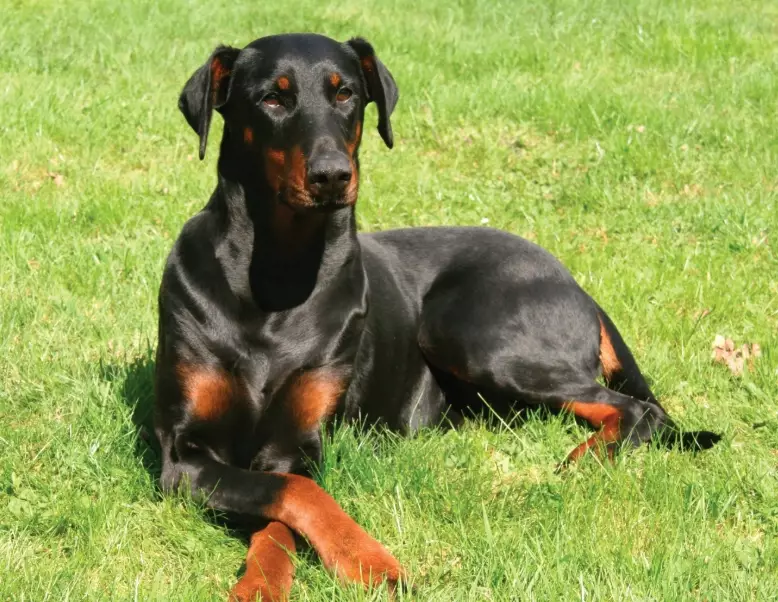 Doberman Pinscher training
