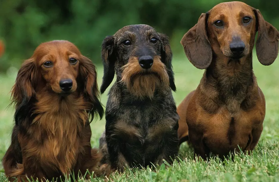 dachshund training tips