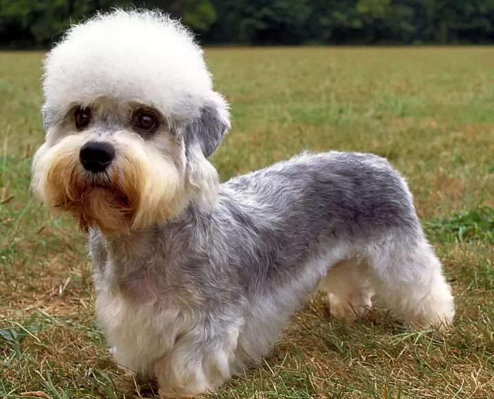 Dandie Dinmont Terrier puppies