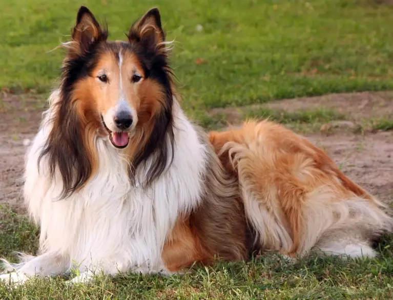 collie dog