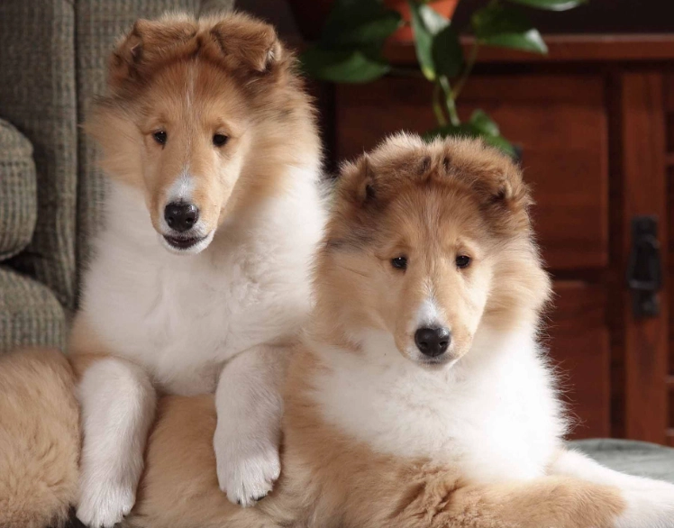 rough collie