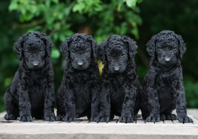 Curly-Coated Retriever temperament