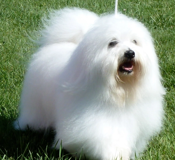 Coton de Tulear grooming