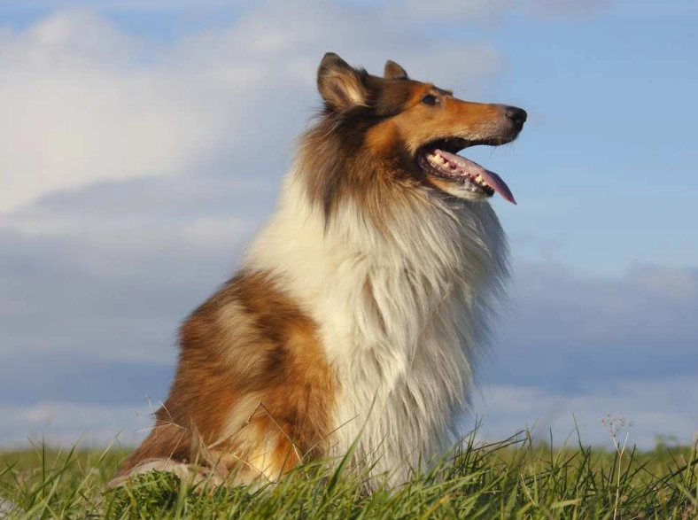 collie breed information